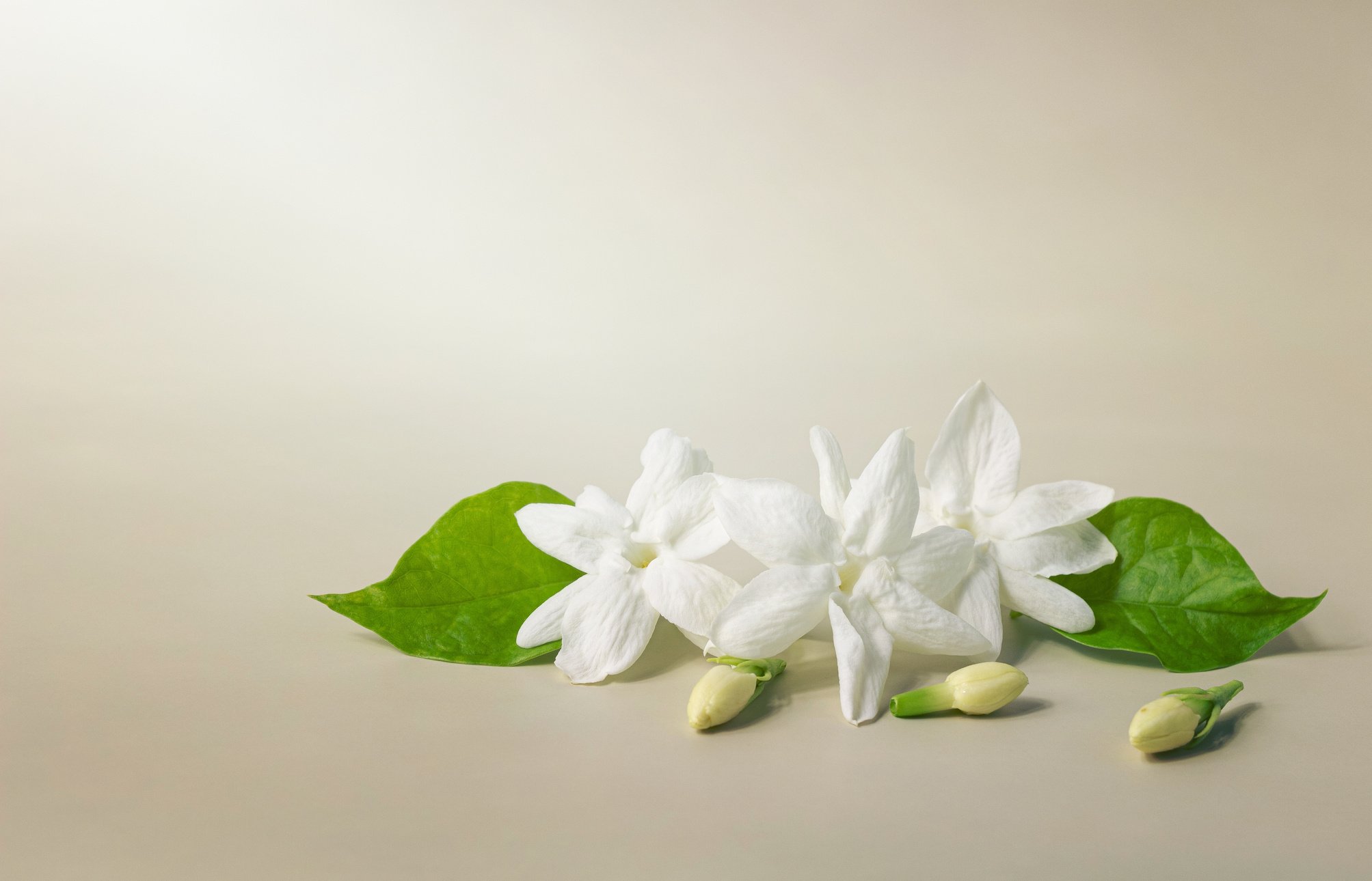 White Mogra or Arabian Jasmine or Jasminum Sambac Flower Buds on Beige Background